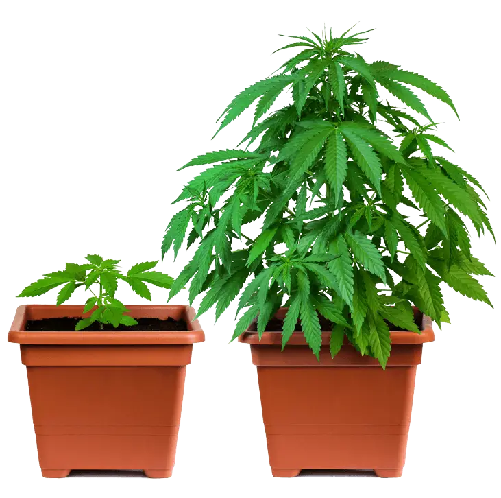 Two Potted Plants