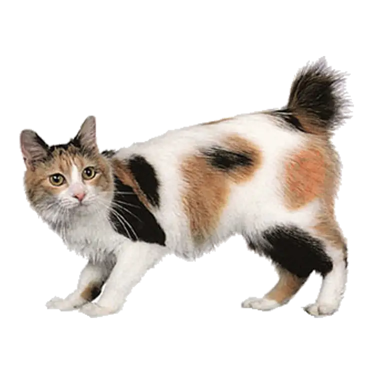 Calico Cat with Short Tail