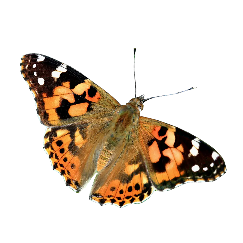 Beautiful Colorful Butterfly Illustration