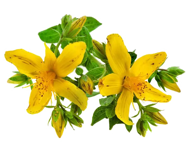 Bright Yellow Flowers