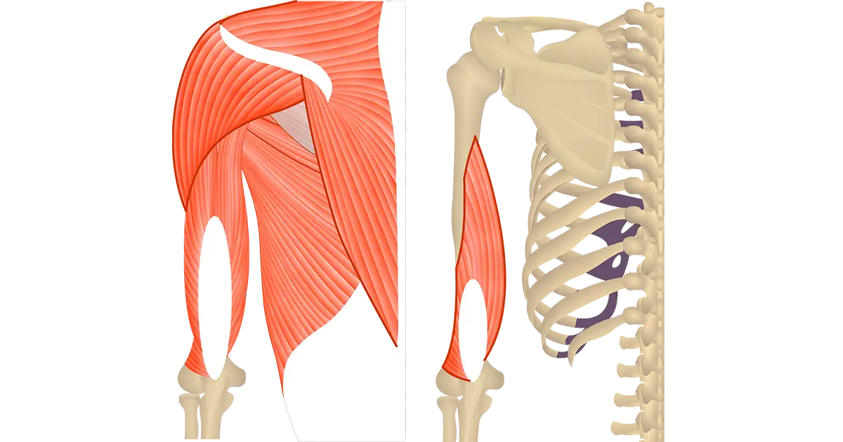 Human Shoulder Muscles and Bones Diagram