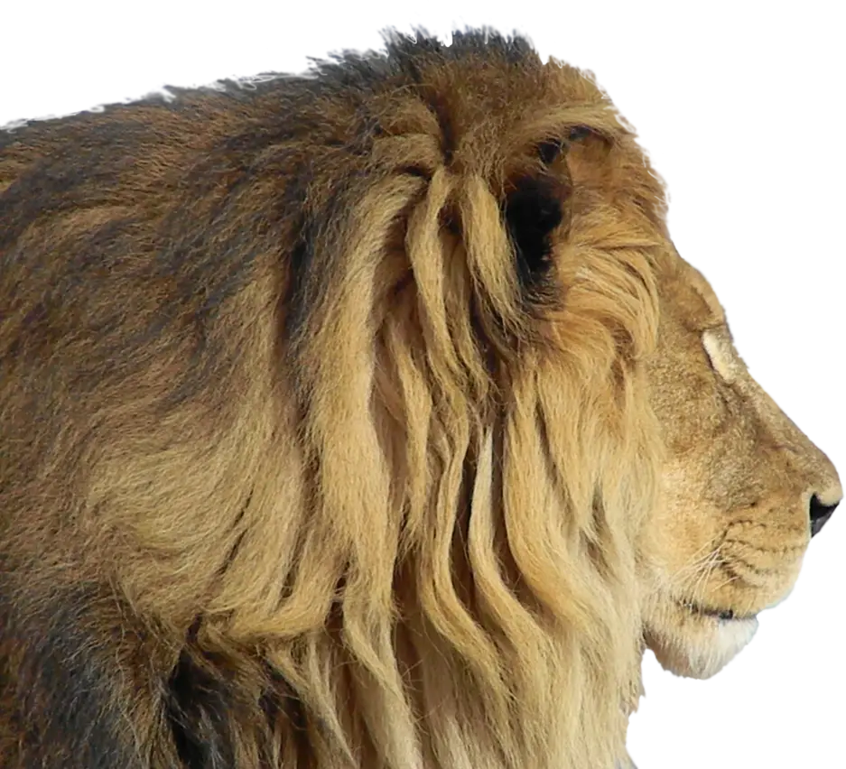 Profile of a Lion with Detailed Mane