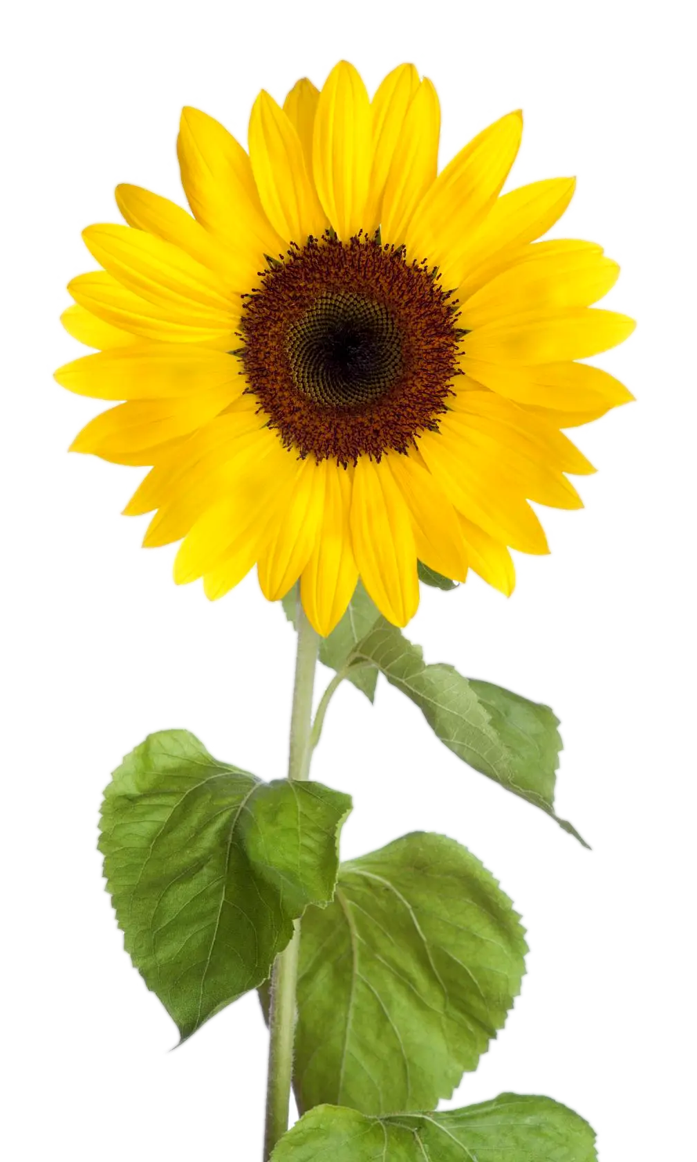 Realistic Yellow Sunflower