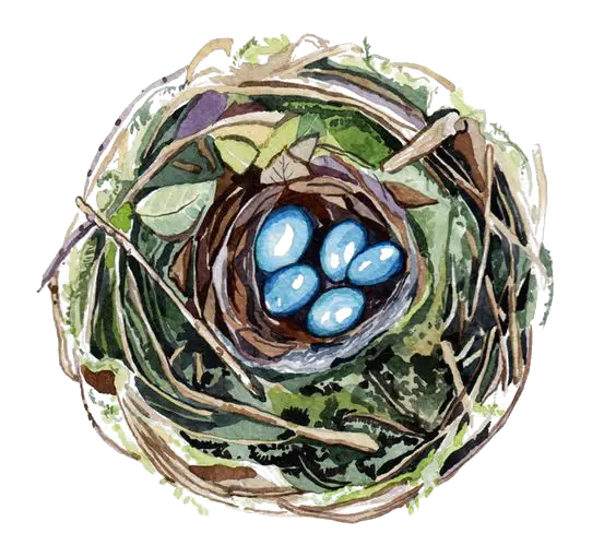 Blue Eggs in a Nest
