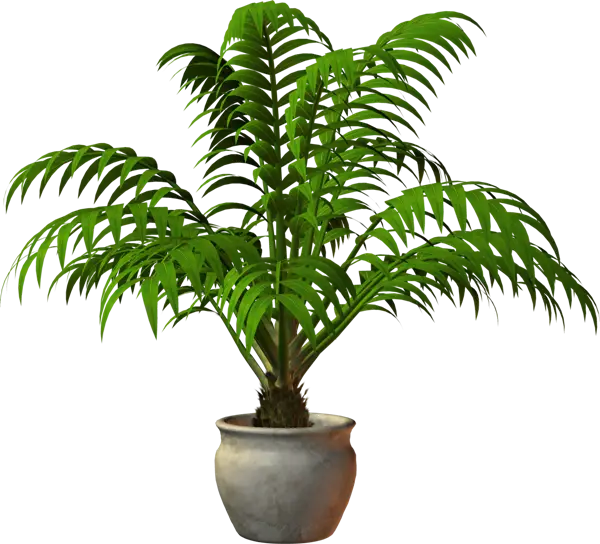 Potted Palm Plant for Indoor Decoration