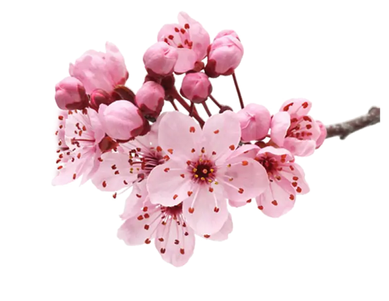 Pink Cherry Blossoms Illustration