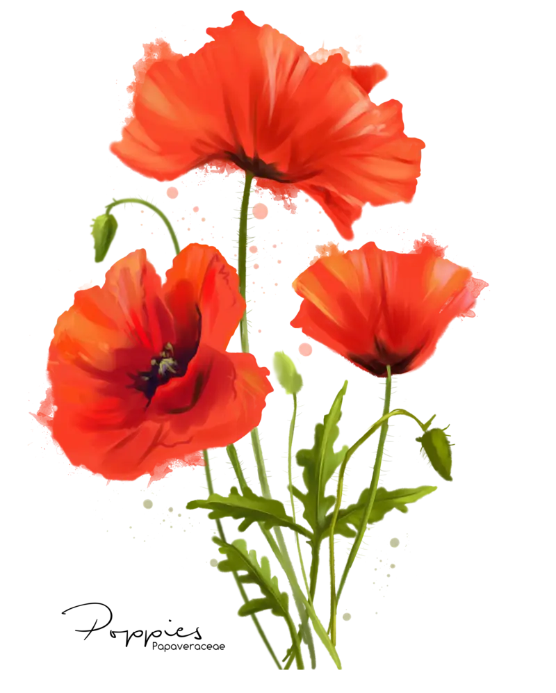 Red Poppies in Bloom