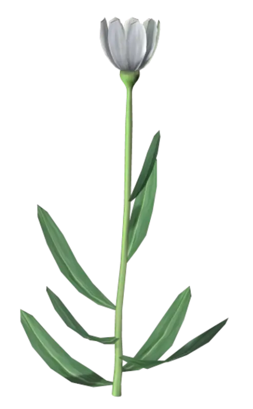 Elegant White Tulip with Long Stem