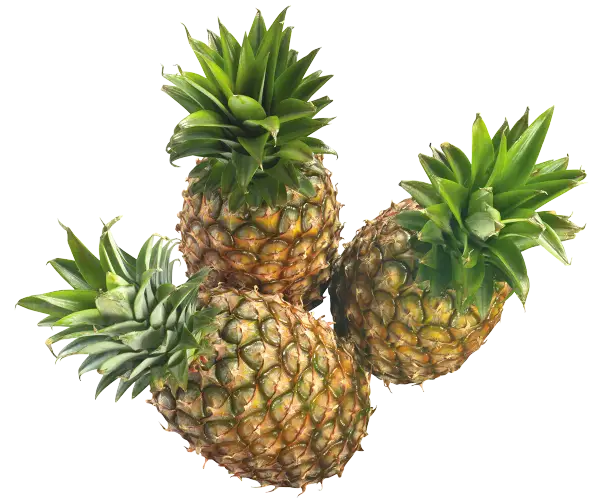 Three Fresh Pineapples with Green Leaves
