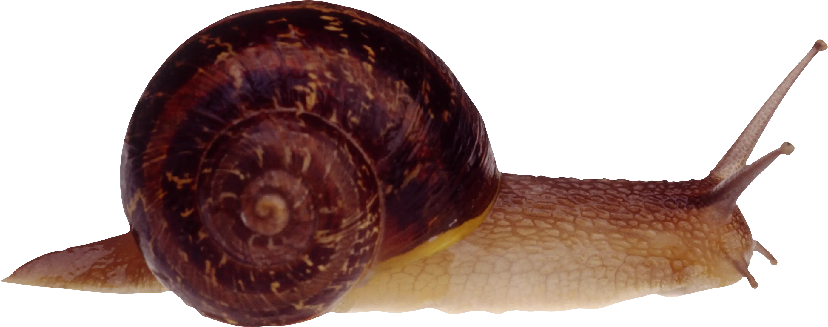 Brown Shell Snail in Nature