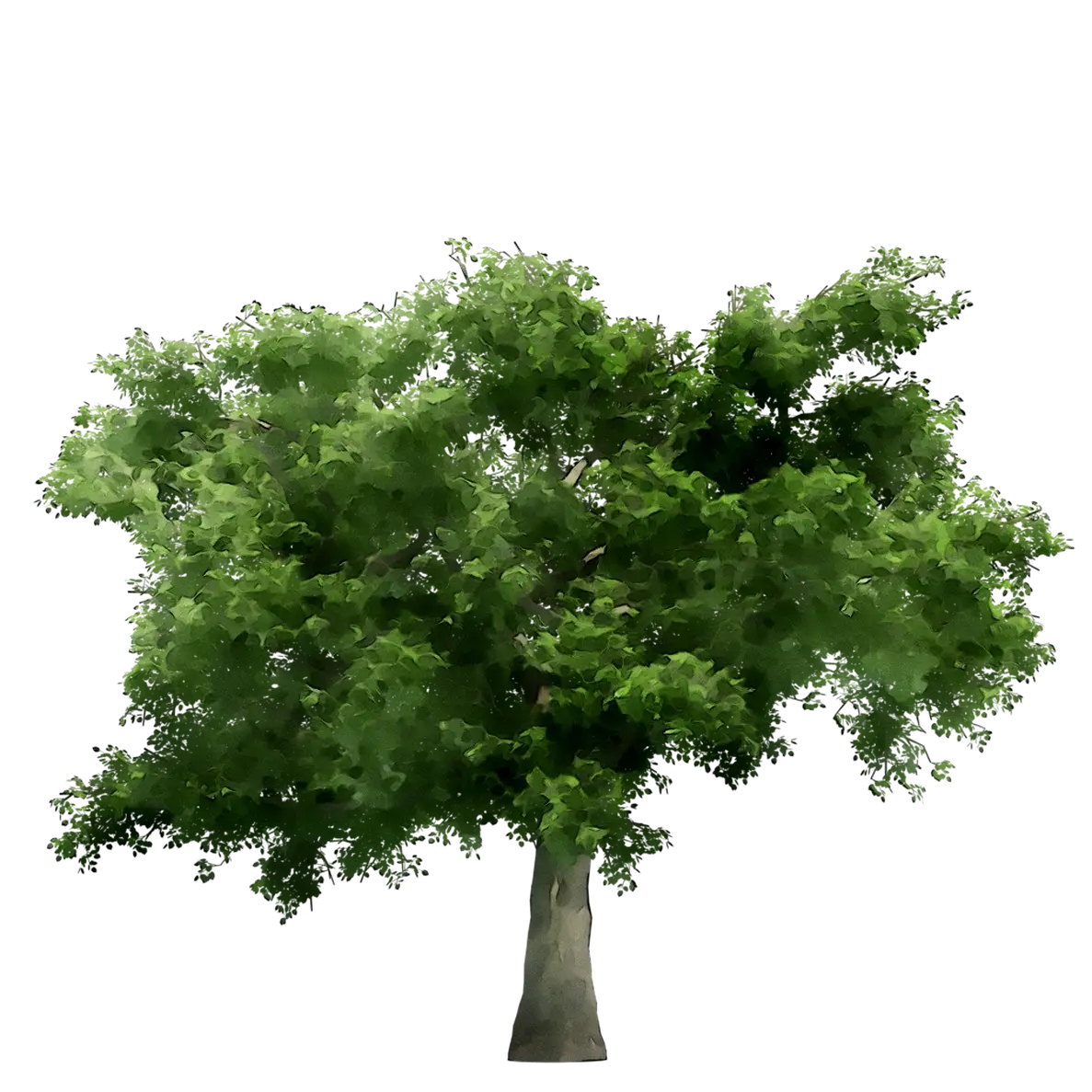 Large Green Leafy Tree Illustration