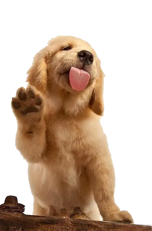 Golden Retriever Puppy with Playful Gesture