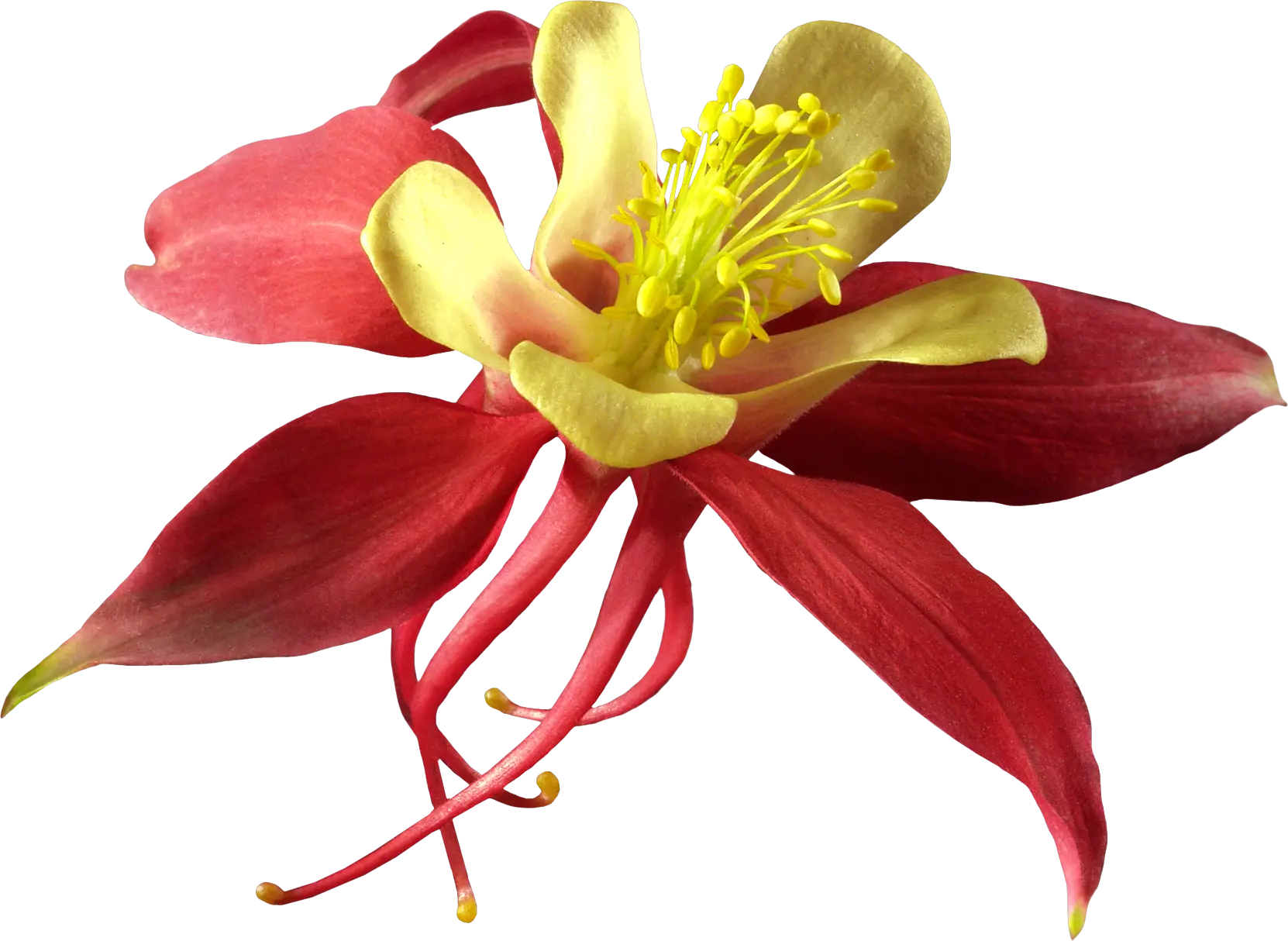 Red and Yellow Decorative Flower with Stamens