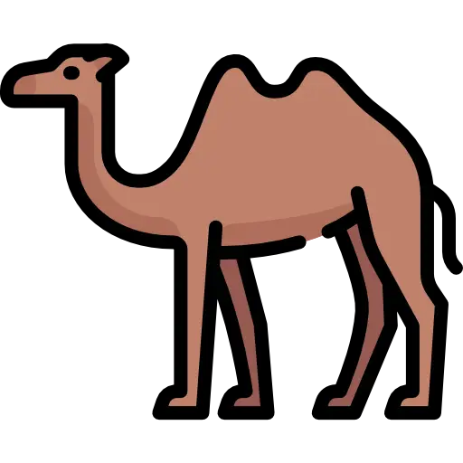 Camel Cartoon Illustration