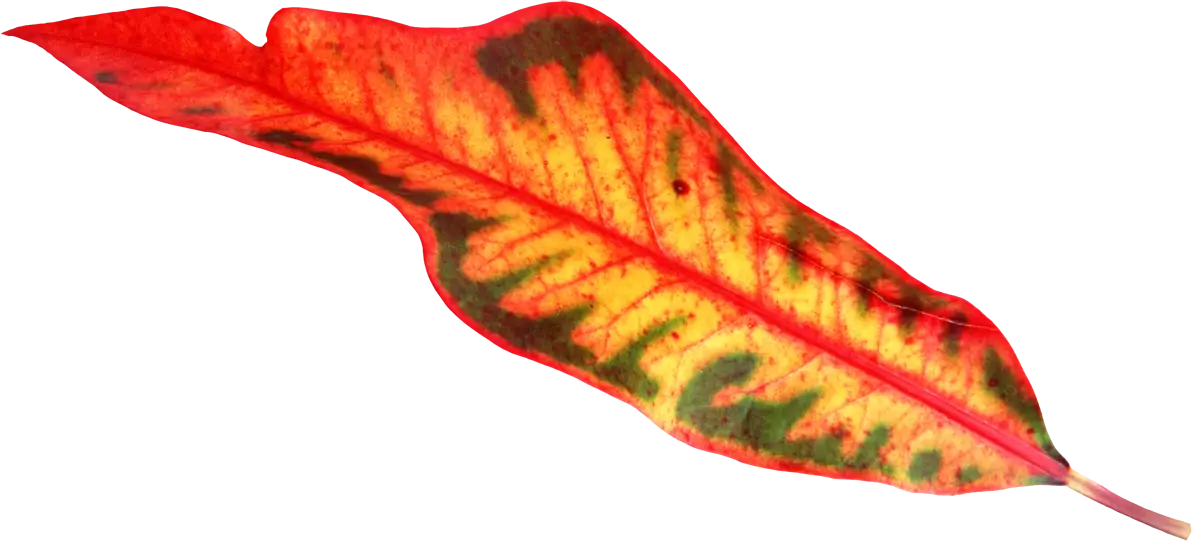 Brightly Patterned Tropical Leaf Design