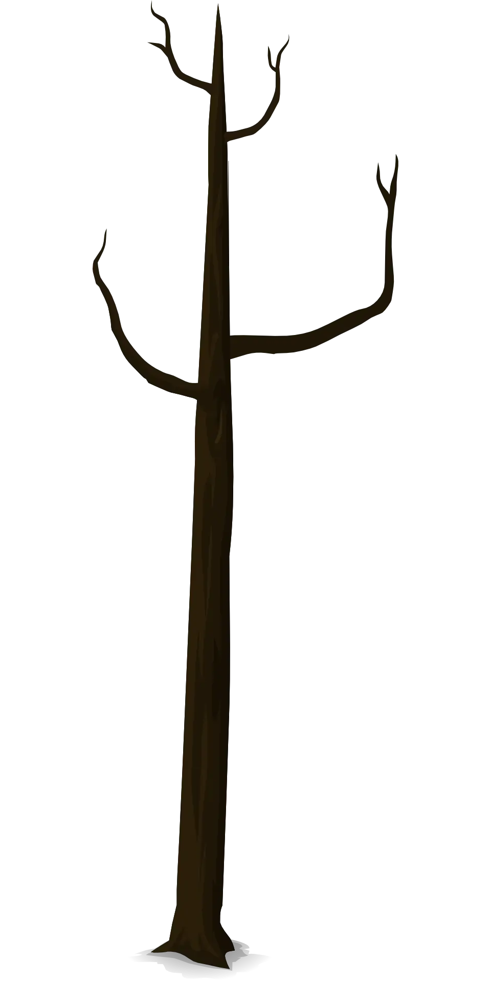 Leafless Tree with Bare Branches