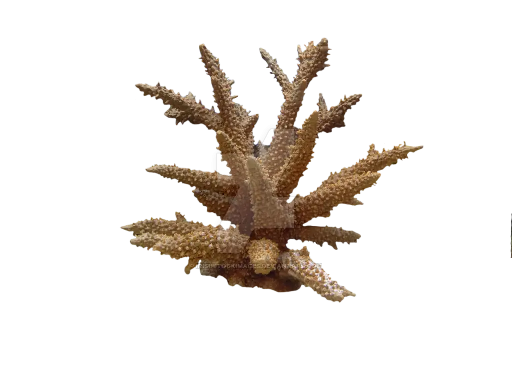 Brown Coral Marine Life