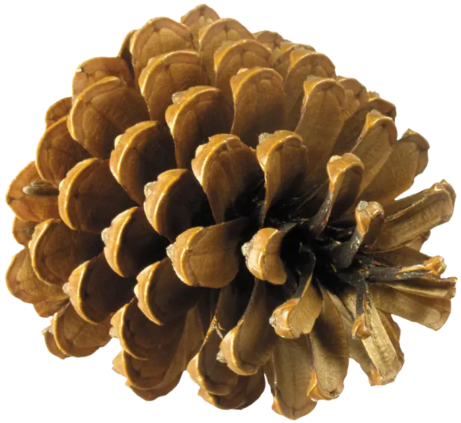 Brown Pine Cone from Nature