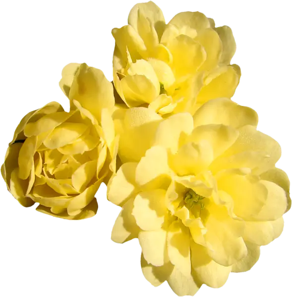 Beautiful Yellow Rose Blooms