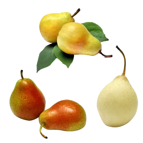 Diverse pear assortment illustration