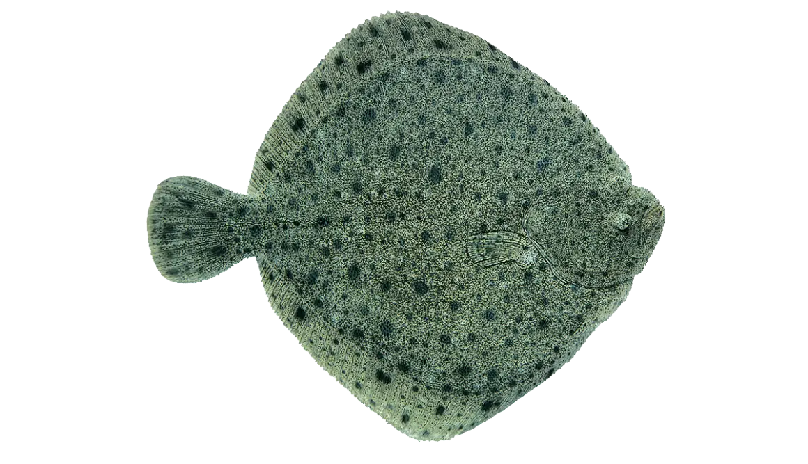 Spotted Flatfish in Marine Habitat