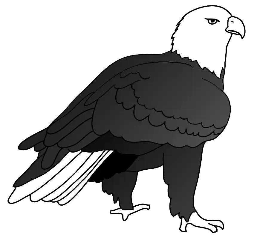 Black and White Eagle Drawing Illustration