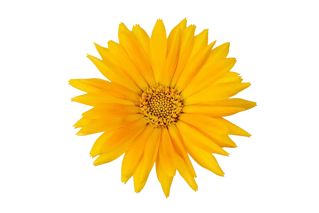 Bright Yellow Flower with Detailed Petals