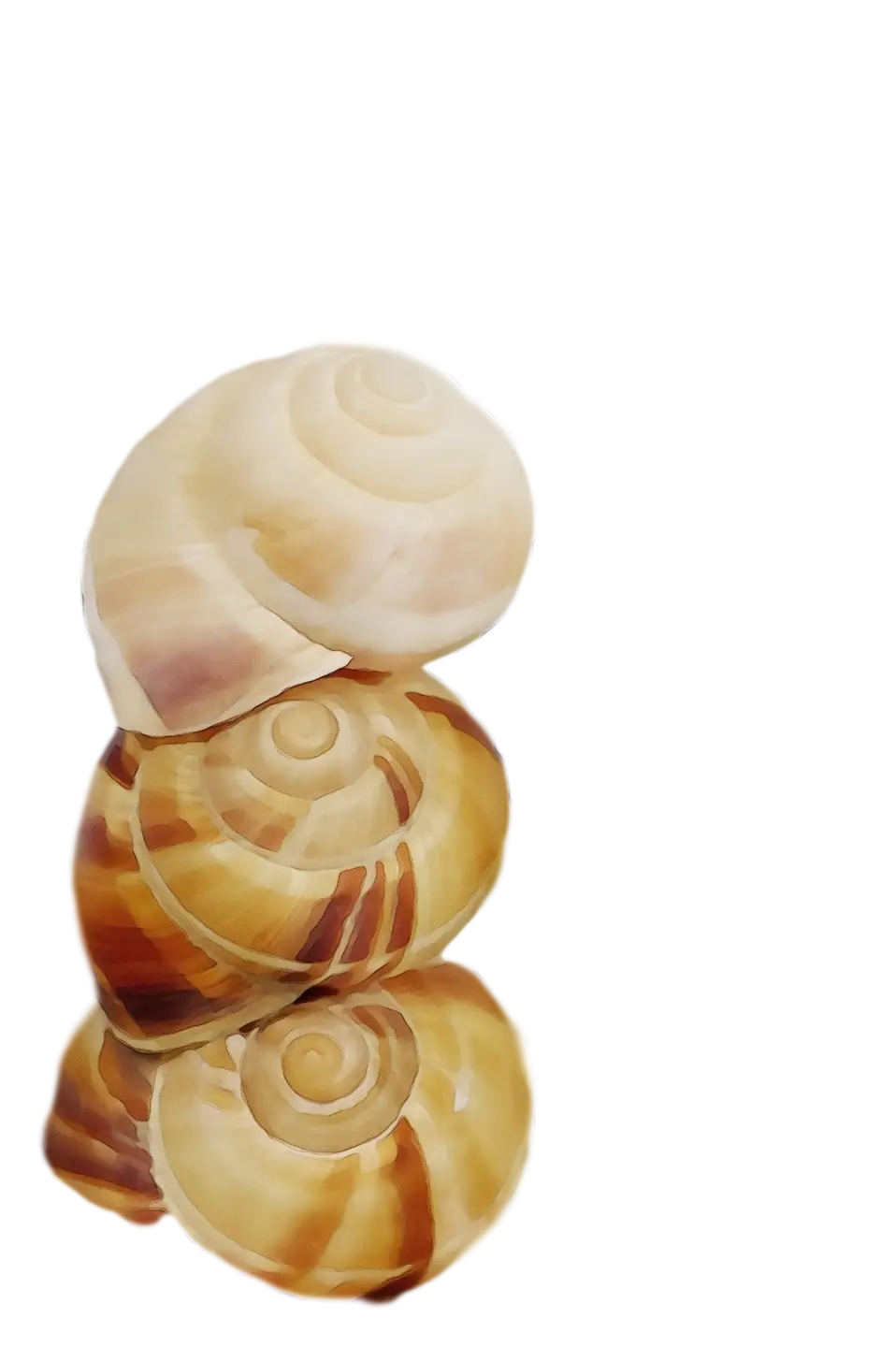 Stacked Snail Shells