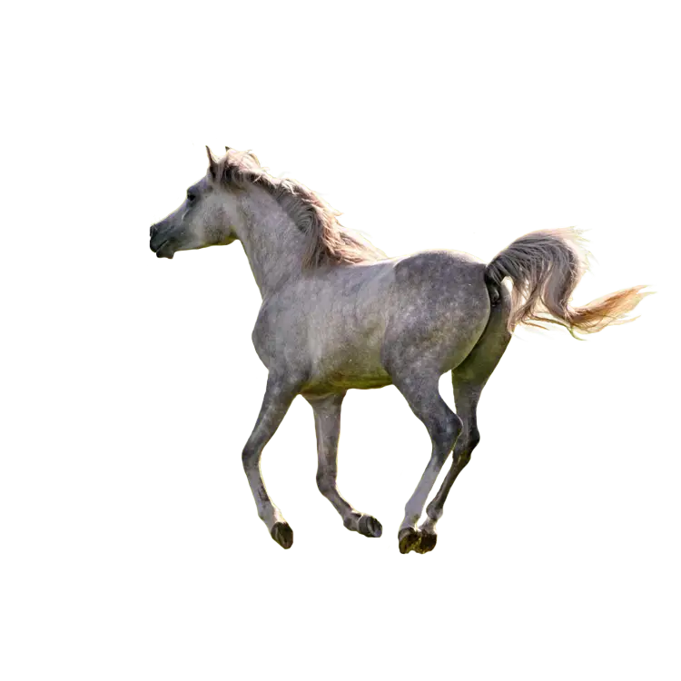 Grey Horse Running