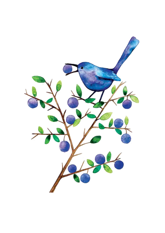 Blue Bird on Berry Branch Illustration