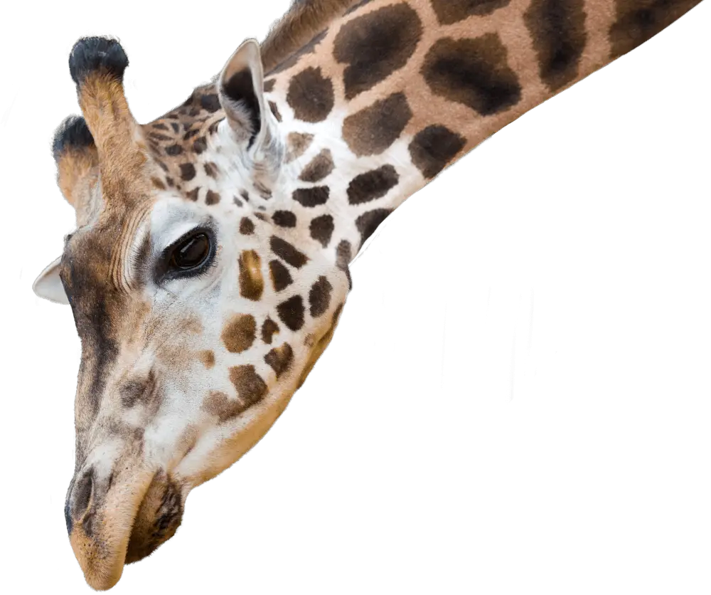 Close-Up of a Giraffe&#039;s Head