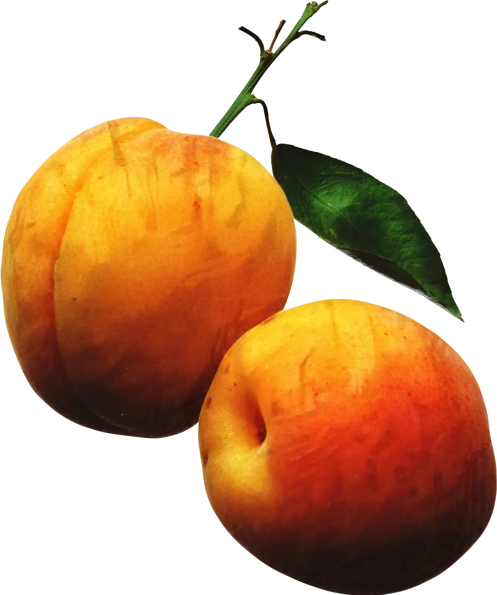 Fresh Yellow Peaches on a Stem