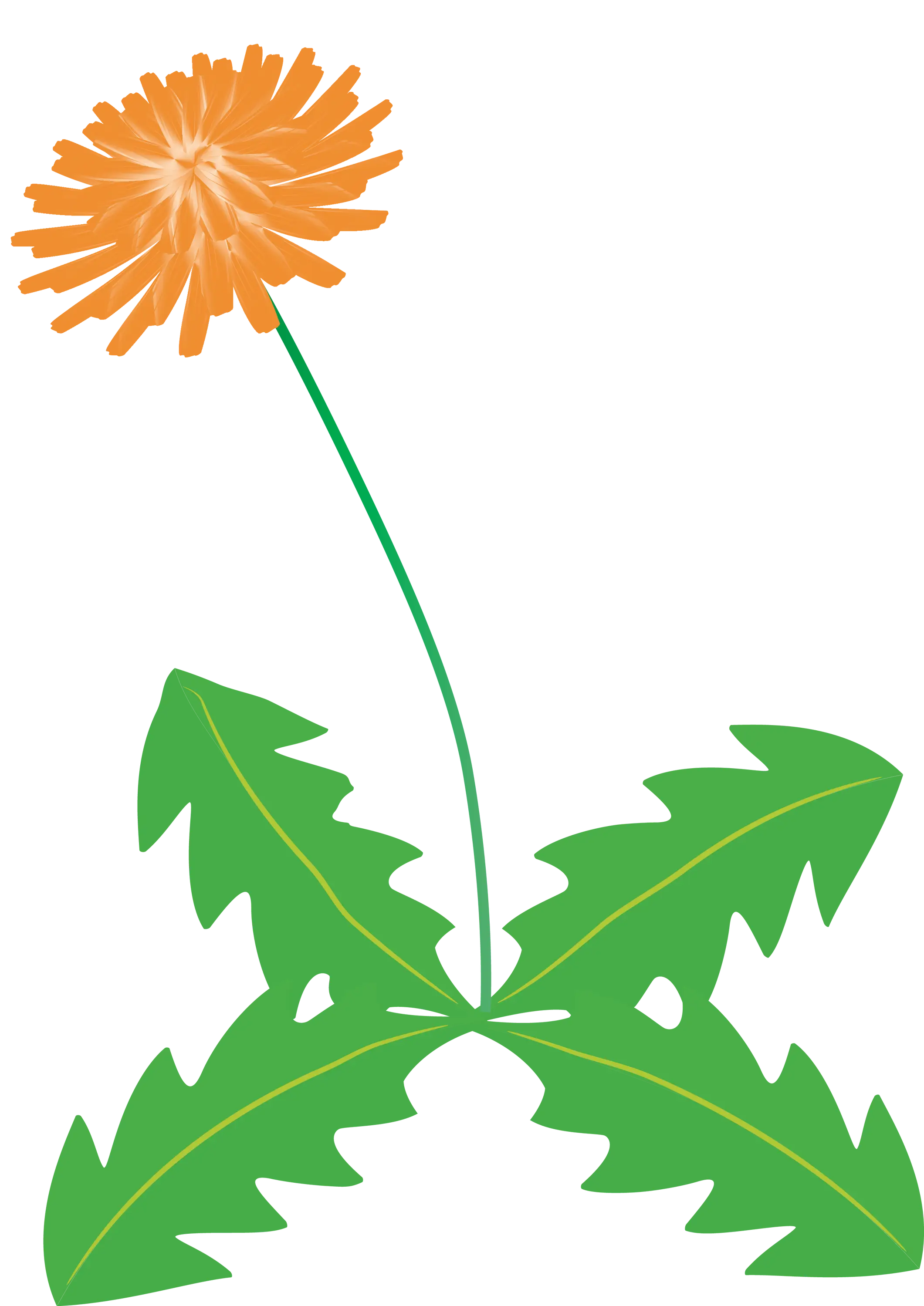Orange Dandelion with Green Leaves