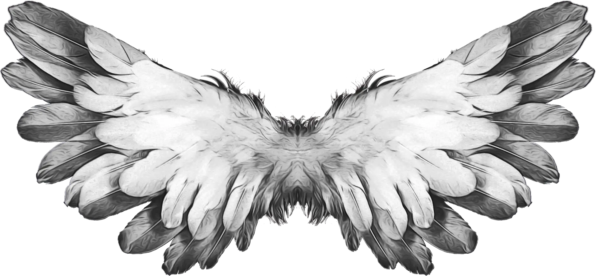 Beautiful Feathered Wings