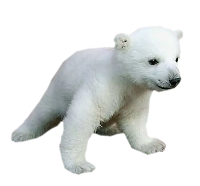Adorable Polar Bear Cub