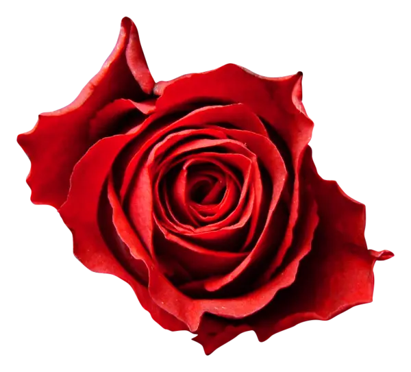 Beautiful Red Rose Flower Close-Up