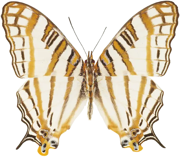 Yellow and Brown Striped Butterfly