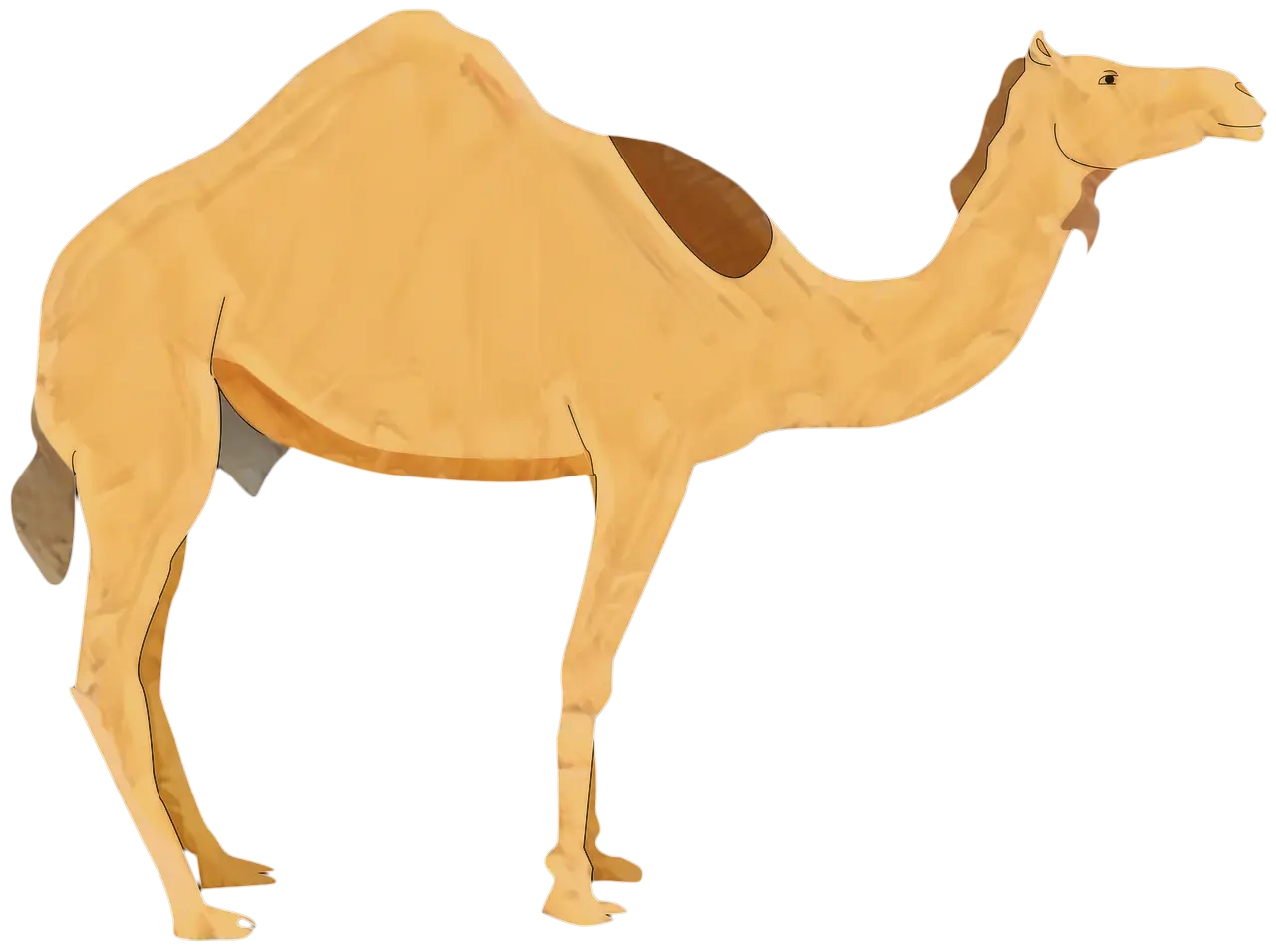 Desert Camel Illustration