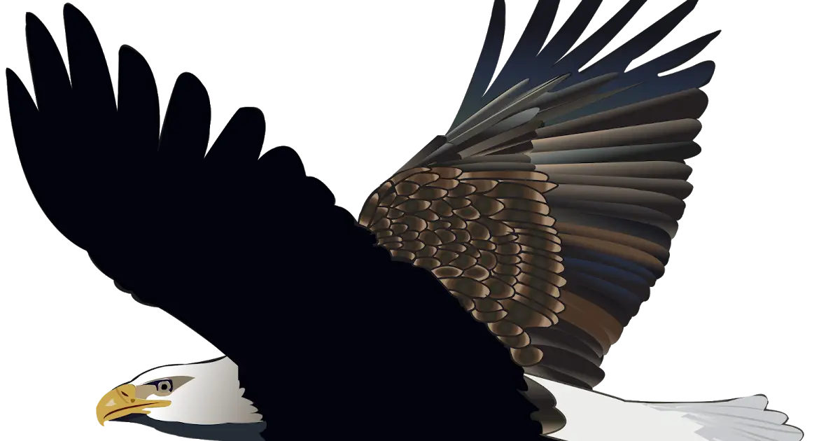 Bald Eagle Flying Illustration