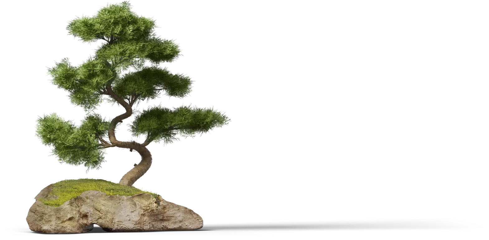 Miniature Bonsai Tree on Rock