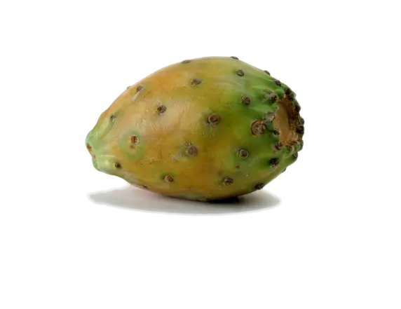 Prickly Pear Fruit from Cactus