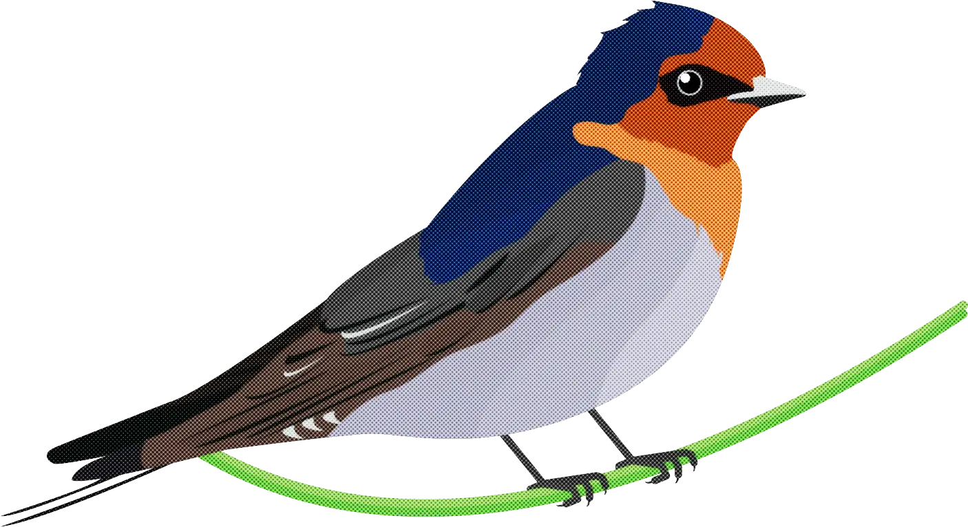 Cute Swallow Bird Perched on a Branch