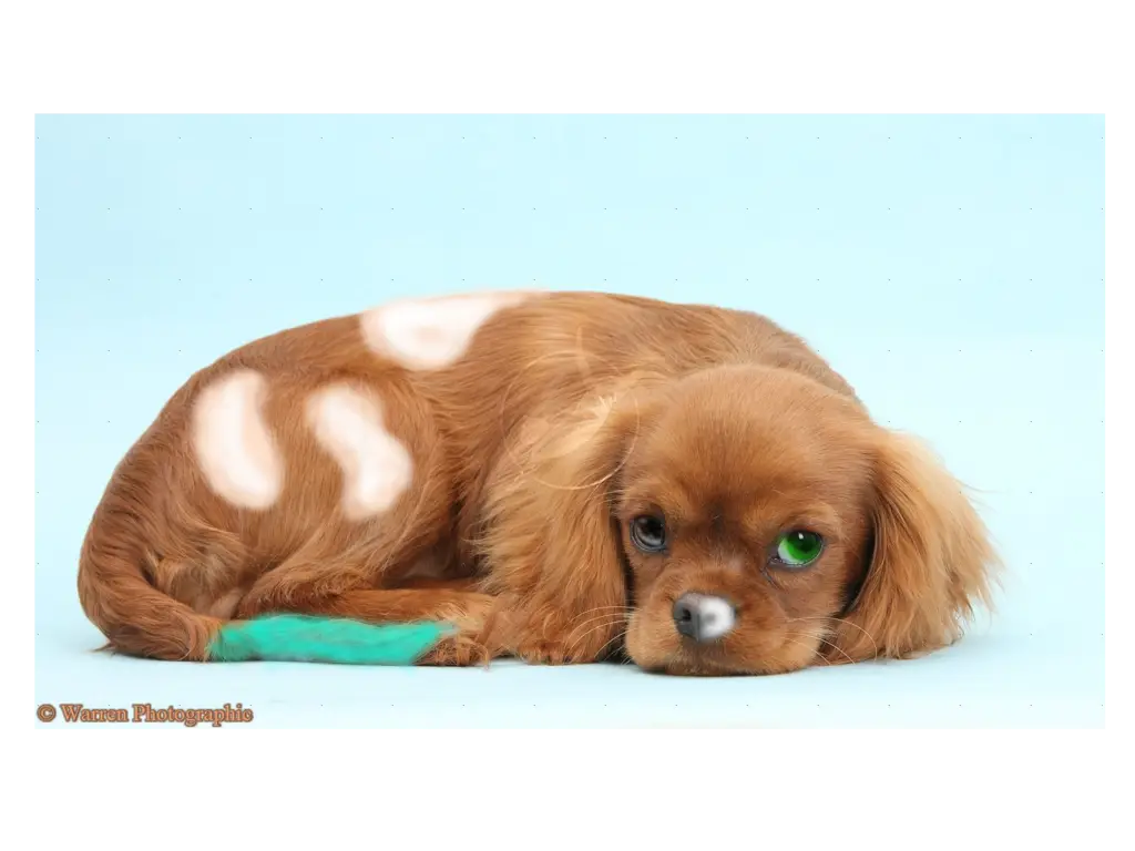 Small Cute Dog with Spots