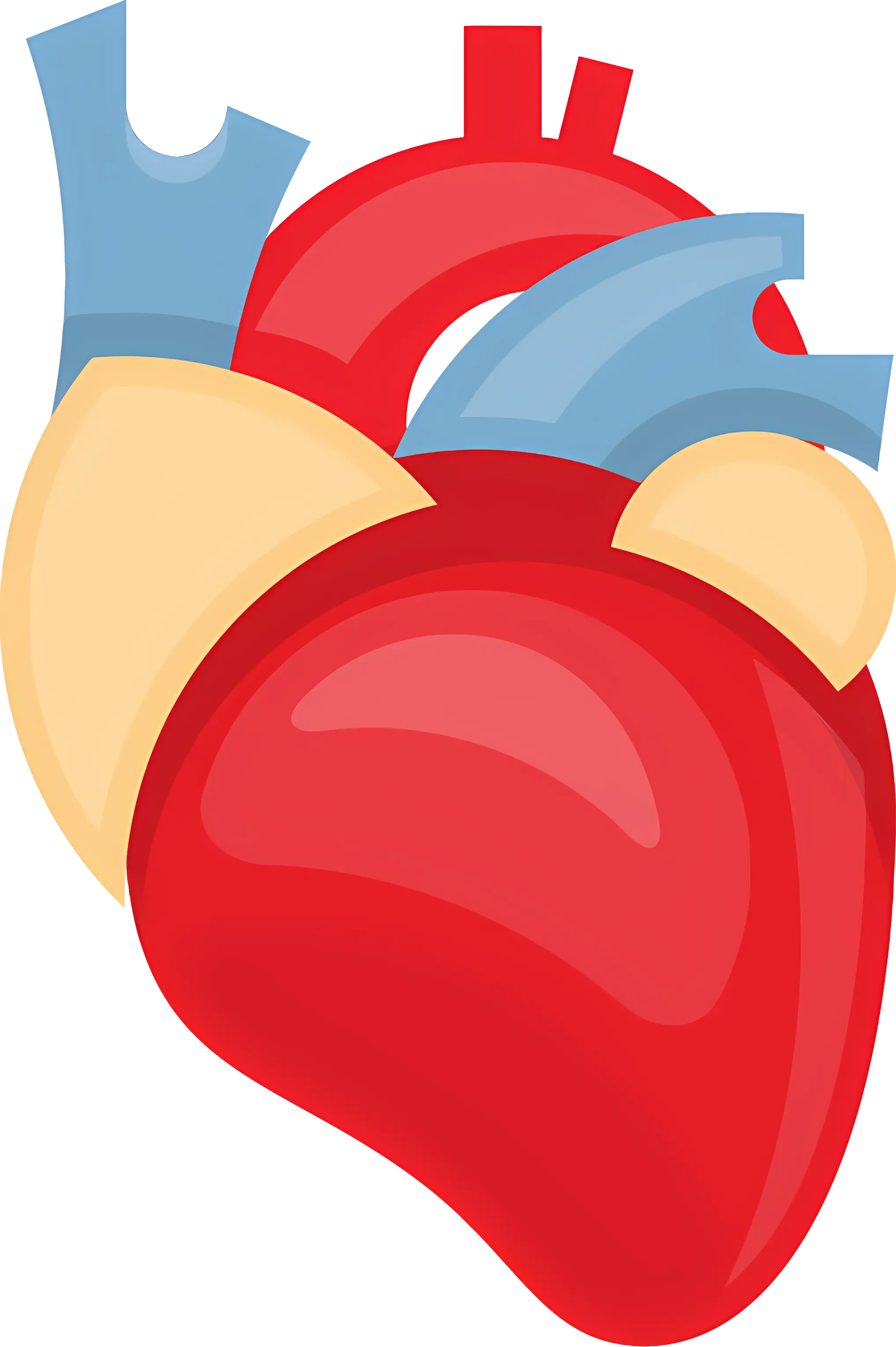 Anatomical Heart Illustration