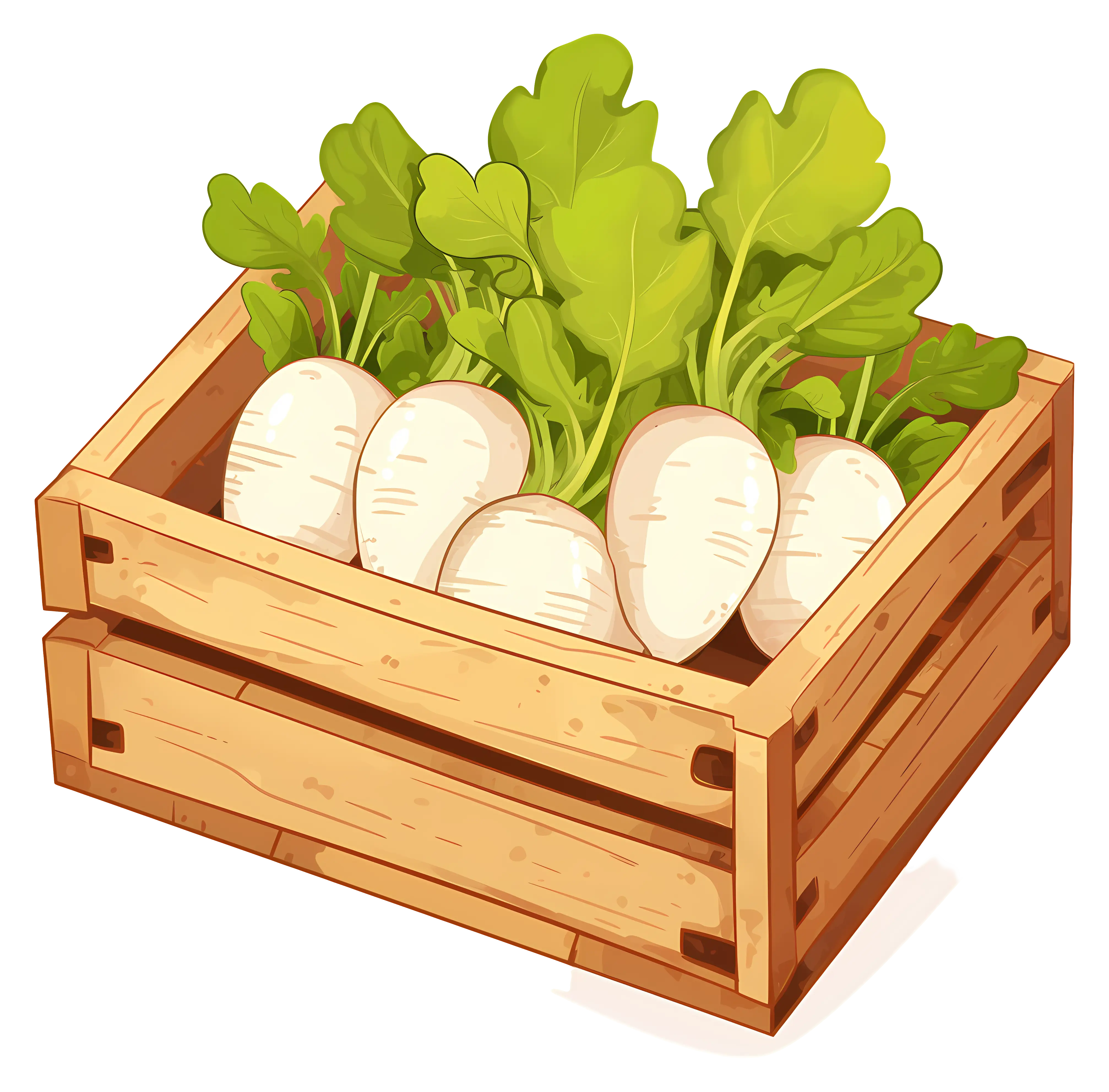 Crate of Fresh White Radishes