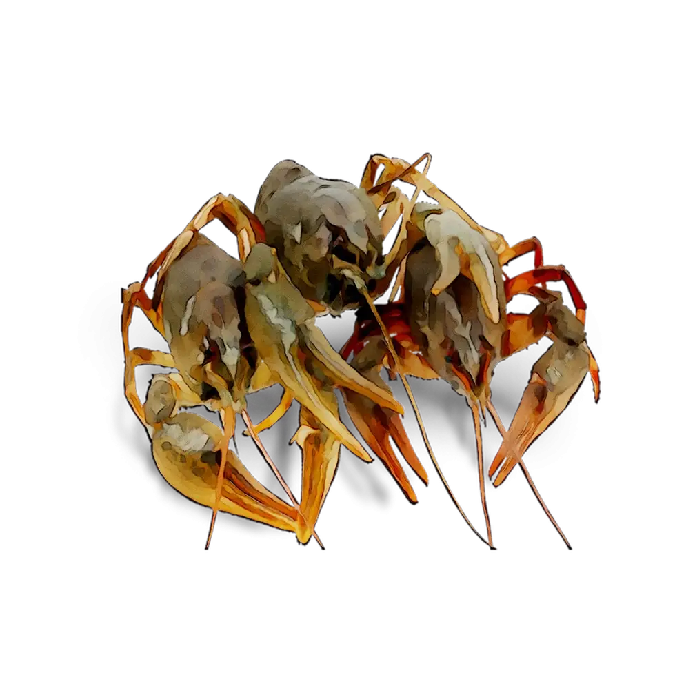 Detailed Hermit Crab Illustration