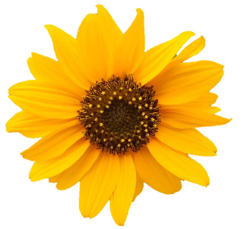 Bright Yellow Sunflower Bloom