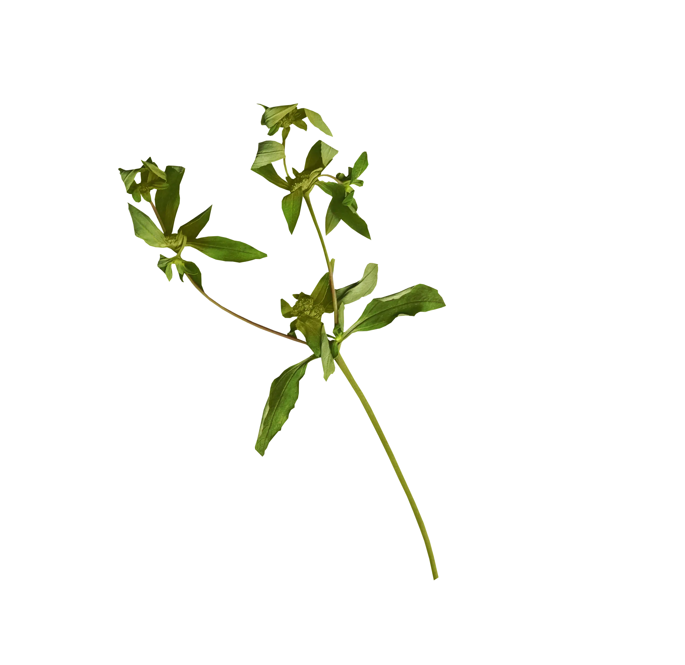 Green Plant with Small Leaves