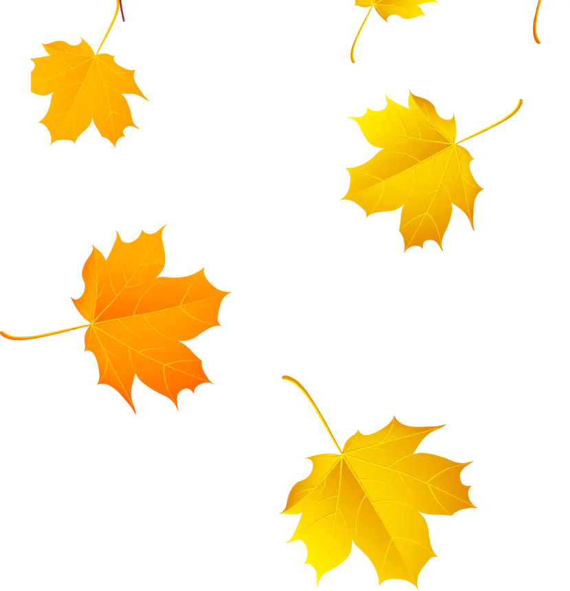 Yellow and Orange Maple Leaves in Autumn