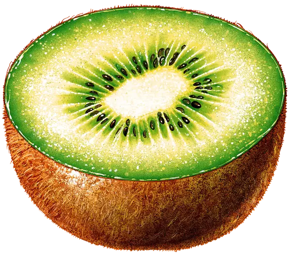 Halved Kiwi Fruit Illustration